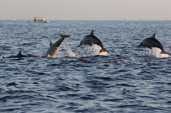 Dolphin watching boat excursion on the Adriatic near Biograd